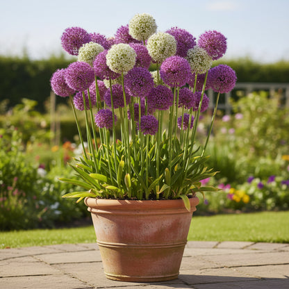 Mix Giant Allium Giganteum Flower Seeds – Stunning Perennial Blooms