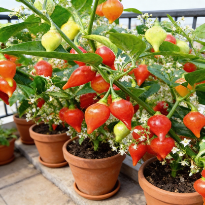 Hot Pepper Biquinho Red Vegetable Seeds for Gardeners Grow Vibrant Spicy Red Peppers