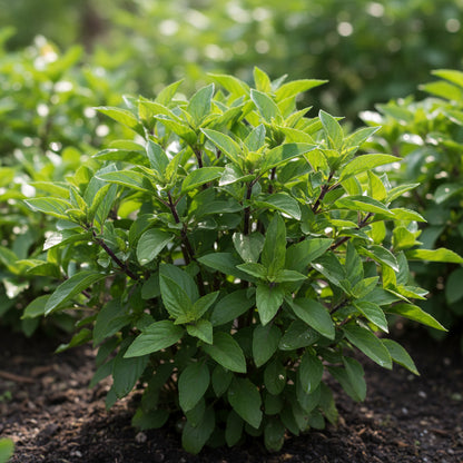 Thai Basil Seeds – Aromatic Culinary Herb for Home Gardens