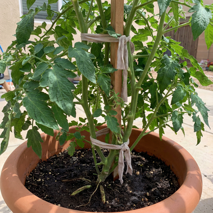 Wild Tomato Wildflower Seeds – Organic Heirloom Garden Seeds