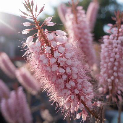 Pink Tamarix Seeds – Tamarix ramosissima Ornamental Flowering Shrub