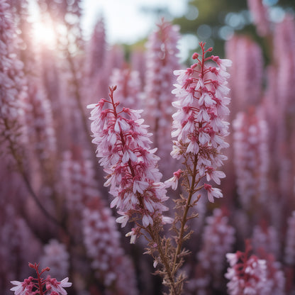 Pink Tamarix Seeds – Tamarix ramosissima Ornamental Flowering Shrub