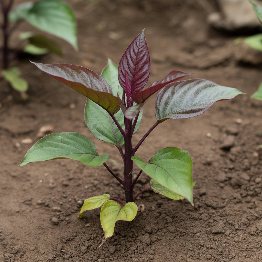 Krishna Tulasi Herb Seeds – Sacred & Medicinal Plant Seeds