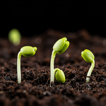 Honeycrisp Apple Seeds – Crisp & Juicy Apple Tree Seeds