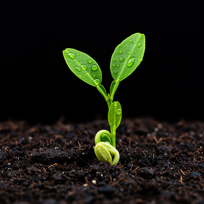 Bergamot Orange Seeds for Planting – Grow Fragrant & Flavorful Citrus for Tea & Perfume