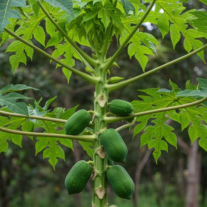 Florida Red Papaya Seeds for Planting – Sweet & Juicy Tropical Fruit