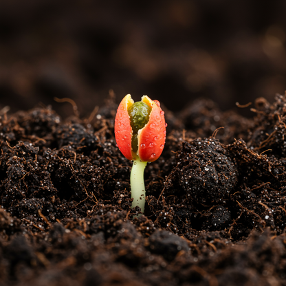 Florida Red Papaya Seeds for Planting – Sweet & Juicy Tropical Fruit