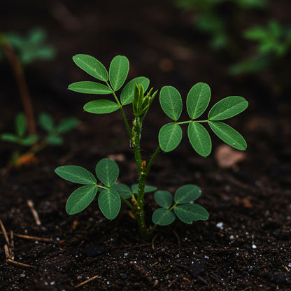 White Gunja Seeds – Abrus precatorius Ornamental & Medicinal Plant Seeds