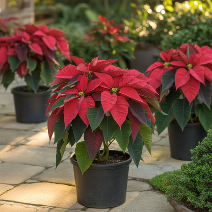 Poinsettia Christmas Star Perennial Shrub Seeds – Drought Tolerant for Landscapes & Containers