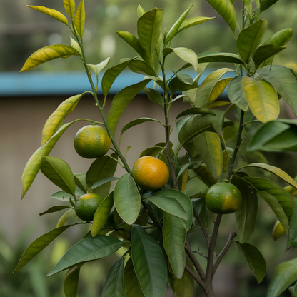 Tangerine Mandarin Orange (Citrus reticulata) Fruit Tree Seeds