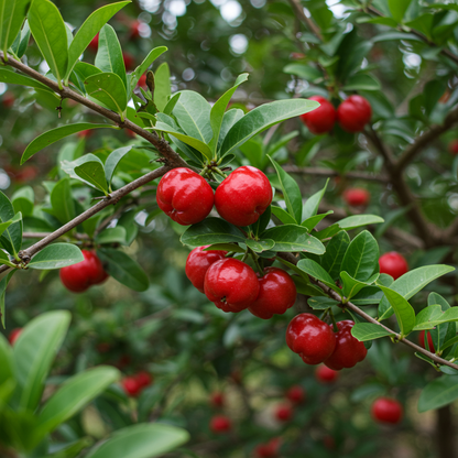 Barbados Cherry Seeds (Acerola) – Malpighia emarginata