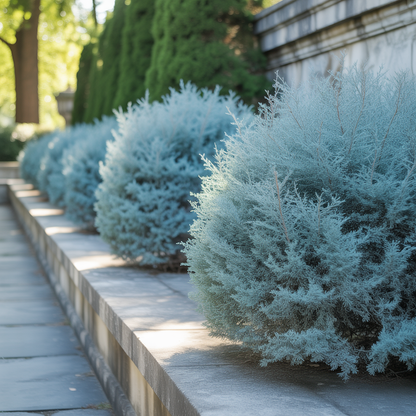 Silvery Blue Foliage Upright Evergreen Shrub Seeds