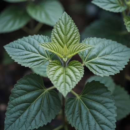 Patchouli Seeds – Aromatic Herb for Gardens & Containers