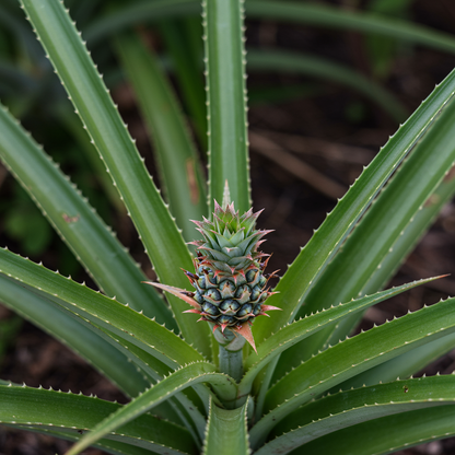Hilo Pineapple Seeds for Planting – Grow Sweet & Juicy Tropical Pineapples
