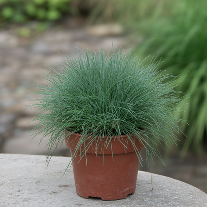 Blue Fescue Ornamental Grass Seeds – Festuca Perennial, Drought-Tolerant Sun or Shade