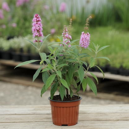 Pink Delight Butterfly Bush Seeds – Buddleja davidii with Vibrant Pink Blooms
