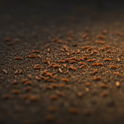 Russian Sage Seeds – Perovskia atriplicifolia Drought-Tolerant Perennial