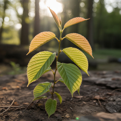 Slippery Elm Seeds – Rare Organic Ulmus rubra Tree Seeds