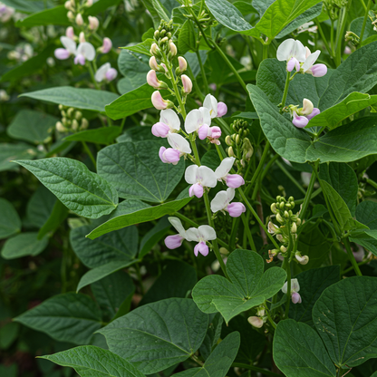 Tongue of Fire Bean Seeds – Heirloom Speckled Beans for Productive Home Gardens