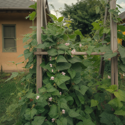 Tongue of Fire Bean Seeds – Heirloom Speckled Beans for Productive Home Gardens