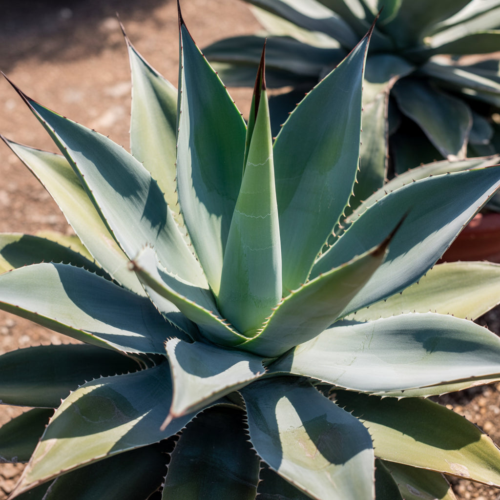 Agave Americana ‘Toliman Blue’ Seeds – Hardy Blue Agave Ornamental Plant