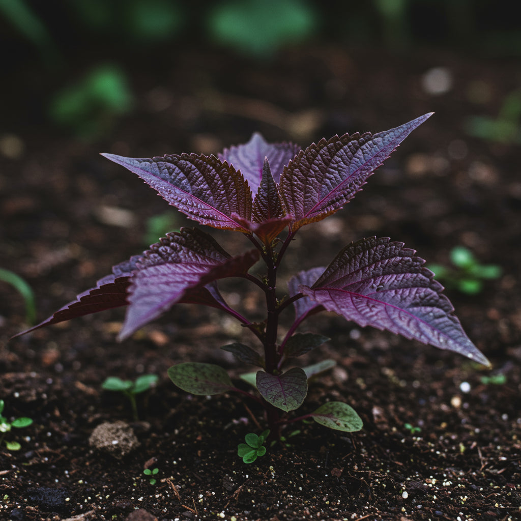 Shiso Seeds – Japanese Red Perilla Herb Seeds for Home Gardening