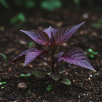 Shiso Seeds – Japanese Red Perilla Herb Seeds for Home Gardening