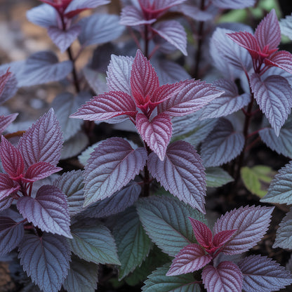 Shiso Seeds – Japanese Red Perilla Herb Seeds for Home Gardening