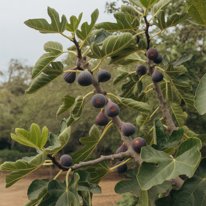 Premium Black Mission Fig Seeds – Non-GMO Sweet Fig Fruit Seeds