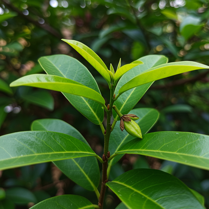 Custard Apple Seeds – Sugar Apple Sweet Tropical Fruit Tree Seeds
