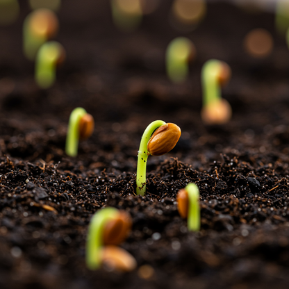 Almond (Badam) Tree Seeds – Grow Nutrient-Rich Almond Fruits at Home