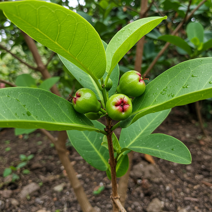 Rose Apple Seeds (Syzygium jambos) – Tropical Fruit Tree Seeds for Home Garden