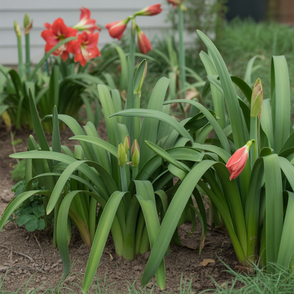Vibrant Amaryllis Flower Bulbs – Premium Garden Blooms