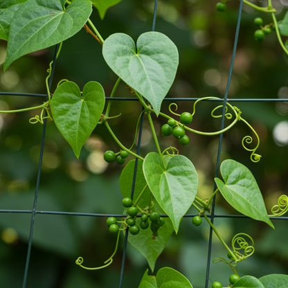 Sarsaparilla Nostrana Seeds – Smilax ornata