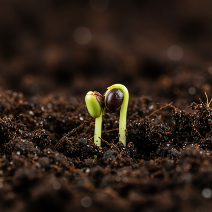 Blackberry Fruit Plant Seeds – Juicy Berry Growing Seeds