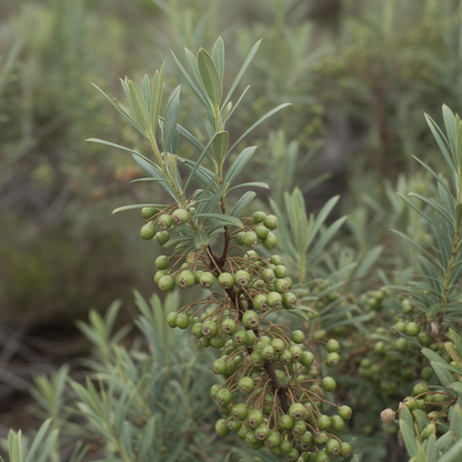 Buffalo Berry Fruit Seeds – Shepherdia argentea