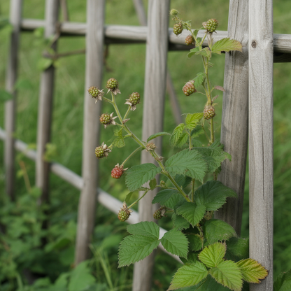 Blackberry Fruit Plant Seeds – Juicy Berry Growing Seeds