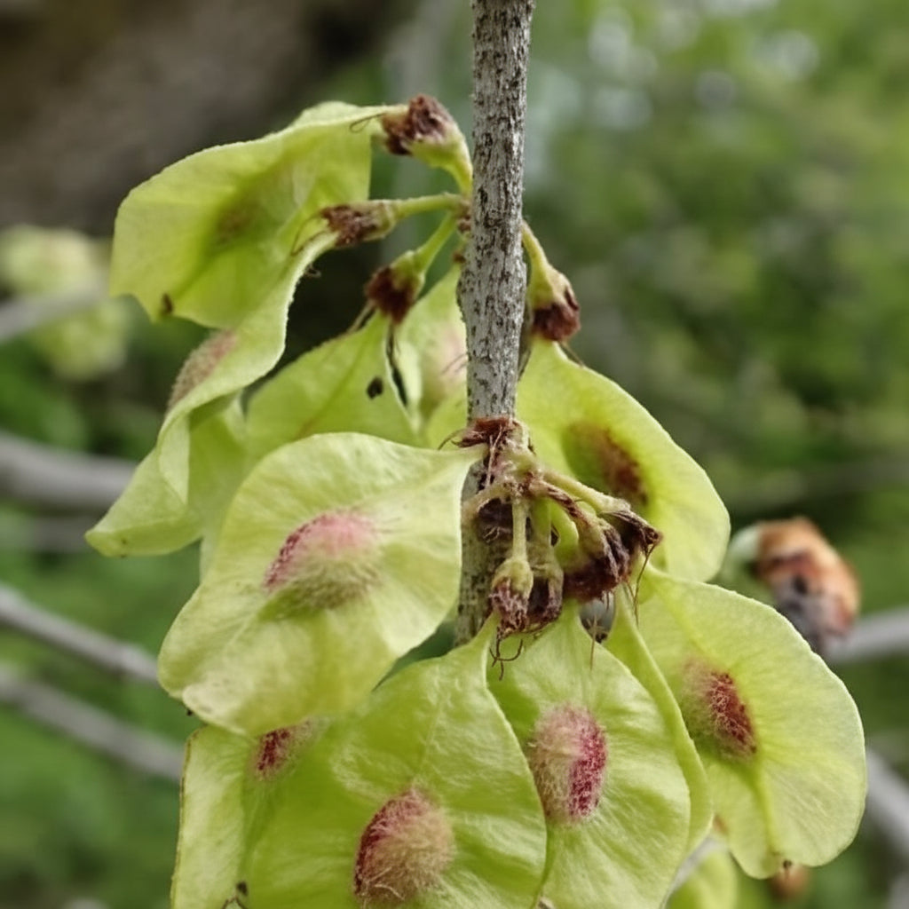 Slippery Elm Seeds – Rare Organic Ulmus rubra Tree Seeds