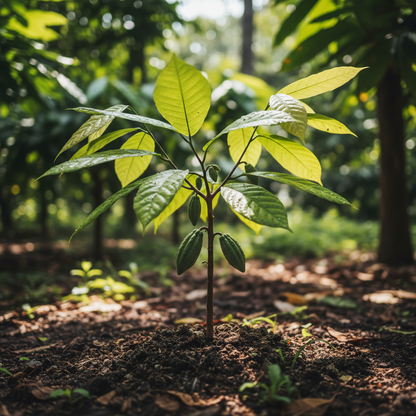 Cocoa Seeds for Gardening Enthusiasts – Premium Quality Seeds