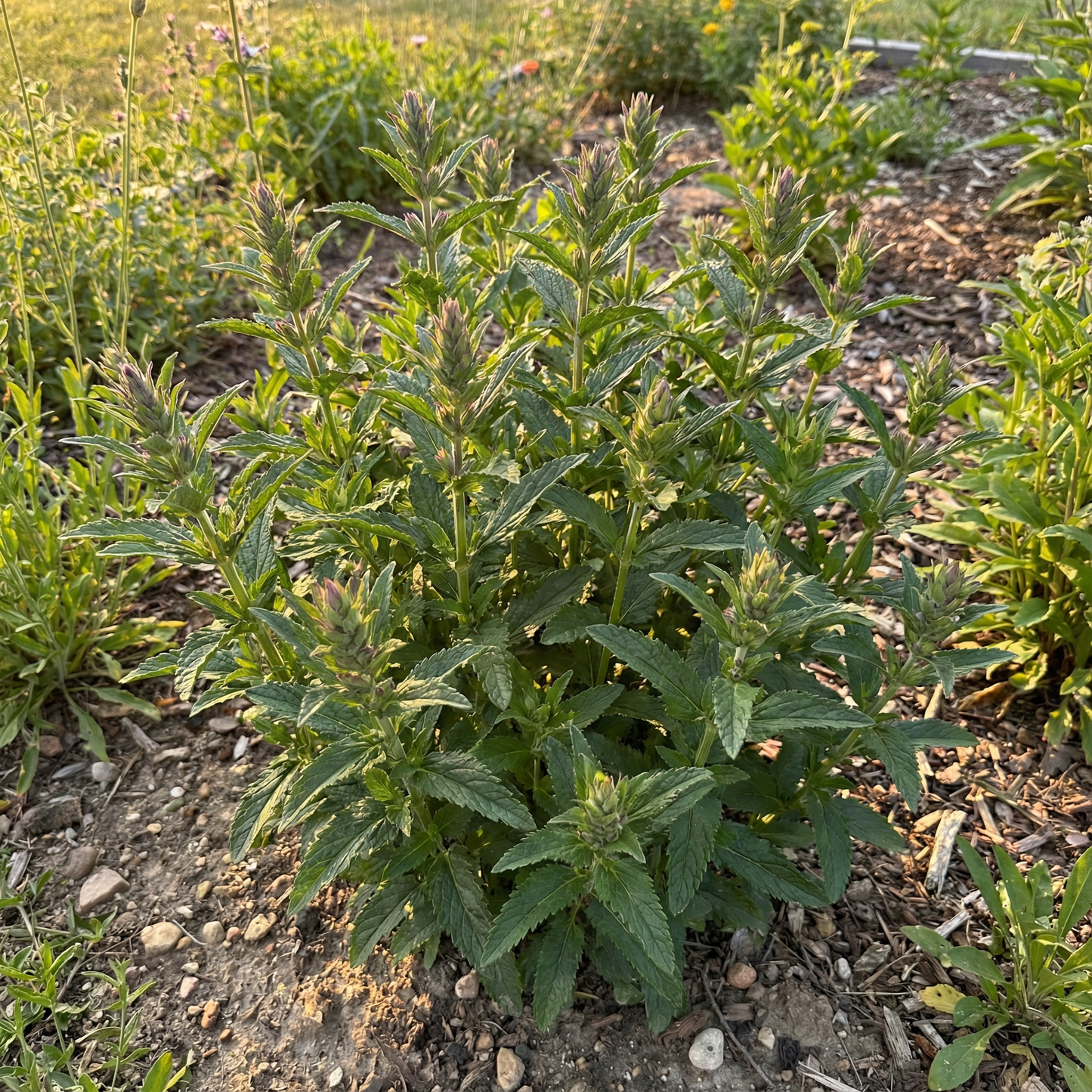 Dragonhead Flower Seeds – Exotic Perennial Blooms with Lush Foliage for Garden Planting