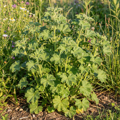 Mallow Musk Flower Seeds – Fragrant Perennial Wildflower for Elegant Garden Blooms