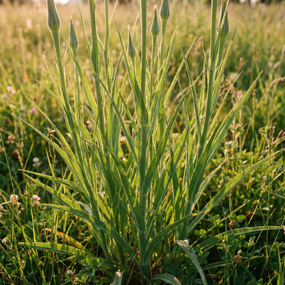 Tragopogon pratensis Wildflower Seeds – Meadow Salsify Perennial Garden Flower