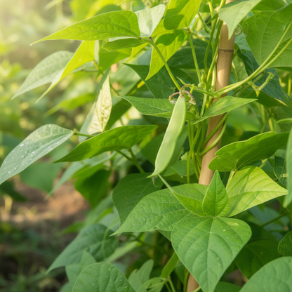 Bean Tepary Blue Seeds – Unique & Nutritious Blue Beans for Home Gardening