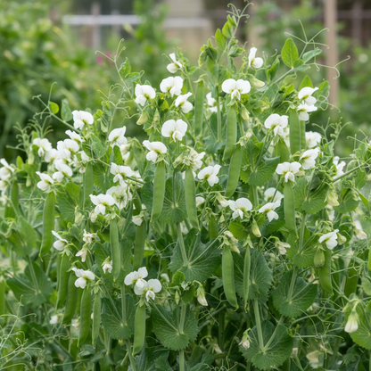 Hurst Green Shaft Pea Seeds – Heirloom English Garden Vegetable Seeds