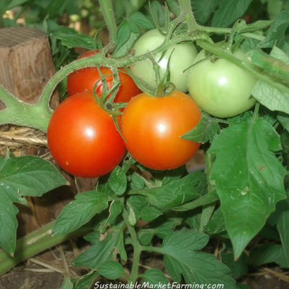 Mountain Magic Tomato Seeds – Disease-Resistant Hybrid for Sweet Juicy Harvests