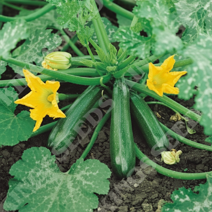 Courgette Black Forest F1 Seeds – Premium Quality Seeds for Thriving Gardens