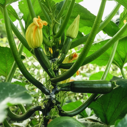 Courgette Black Forest F1 Seeds – Premium Quality Seeds for Thriving Gardens