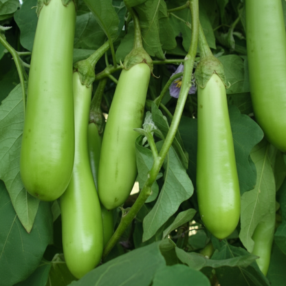Aubergine Farmer’s Long F1 Hybrid Seeds – High-Yield Long Eggplant for Home Gardening