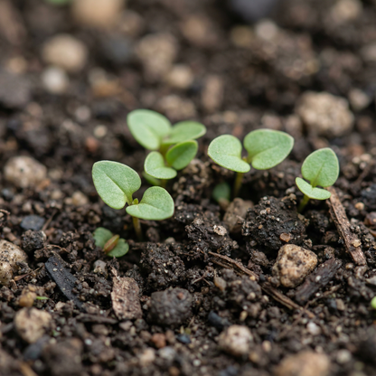 Scarlet Pimpernel Flower Seeds – Bright Groundcover Wildflower for Garden Beds