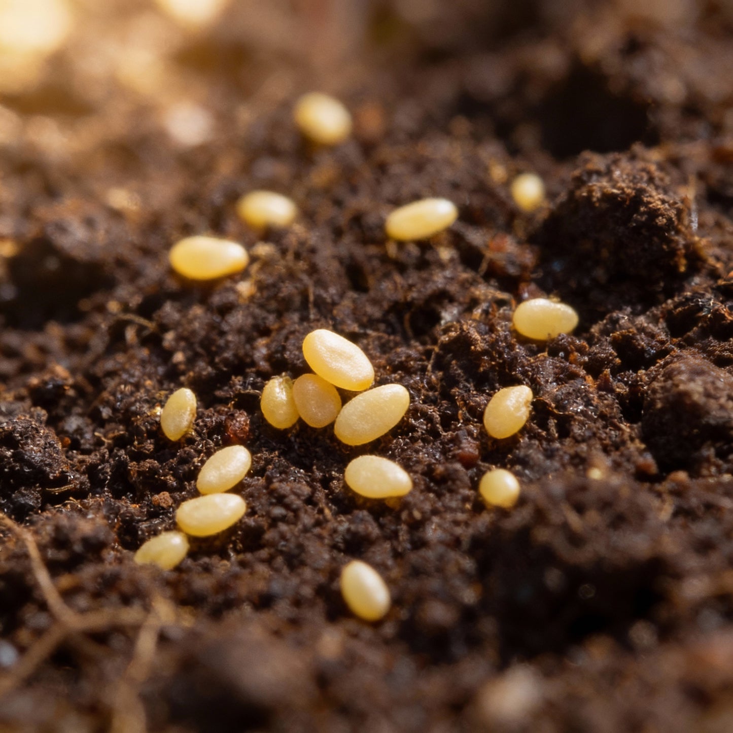 Tomato Tumbler Seeds – Grow Abundant and Delicious Cherry Tomatoes